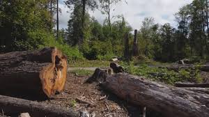 Best Tree Mulching  in Blue Ridge, AL