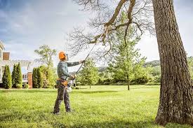 Best Tree Cabling and Bracing  in Blue Ridge, AL