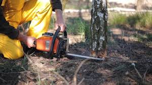 Best Aeration Services  in Blue Ridge, AL