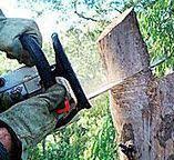 Best Tree Health Inspection  in Blue Ridge, AL
