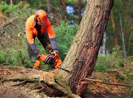 Best Arborist Consultation Services  in Blue Ridge, AL