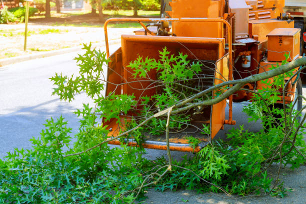 Best Hedge Trimming  in Blue Ridge, AL