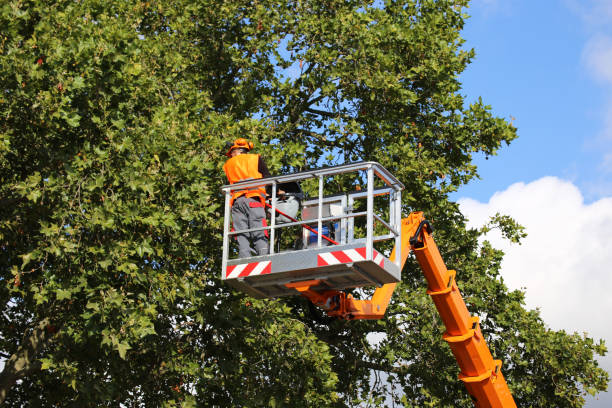 Best Commercial Tree Services  in Blue Ridge, AL