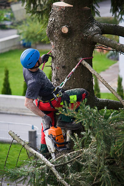 Best Root Management and Removal  in Blue Ridge, AL