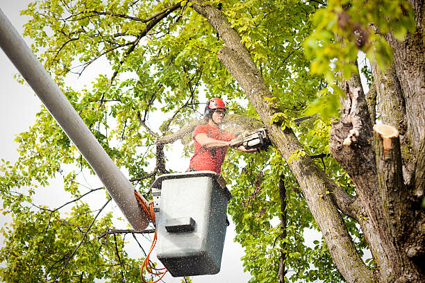 How Our Tree Care Process Works  in  Blue Ridge, AL